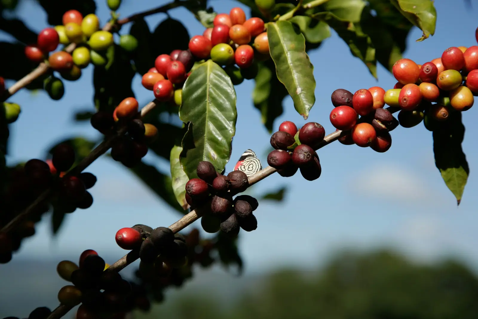 Yirgacheffe coffee