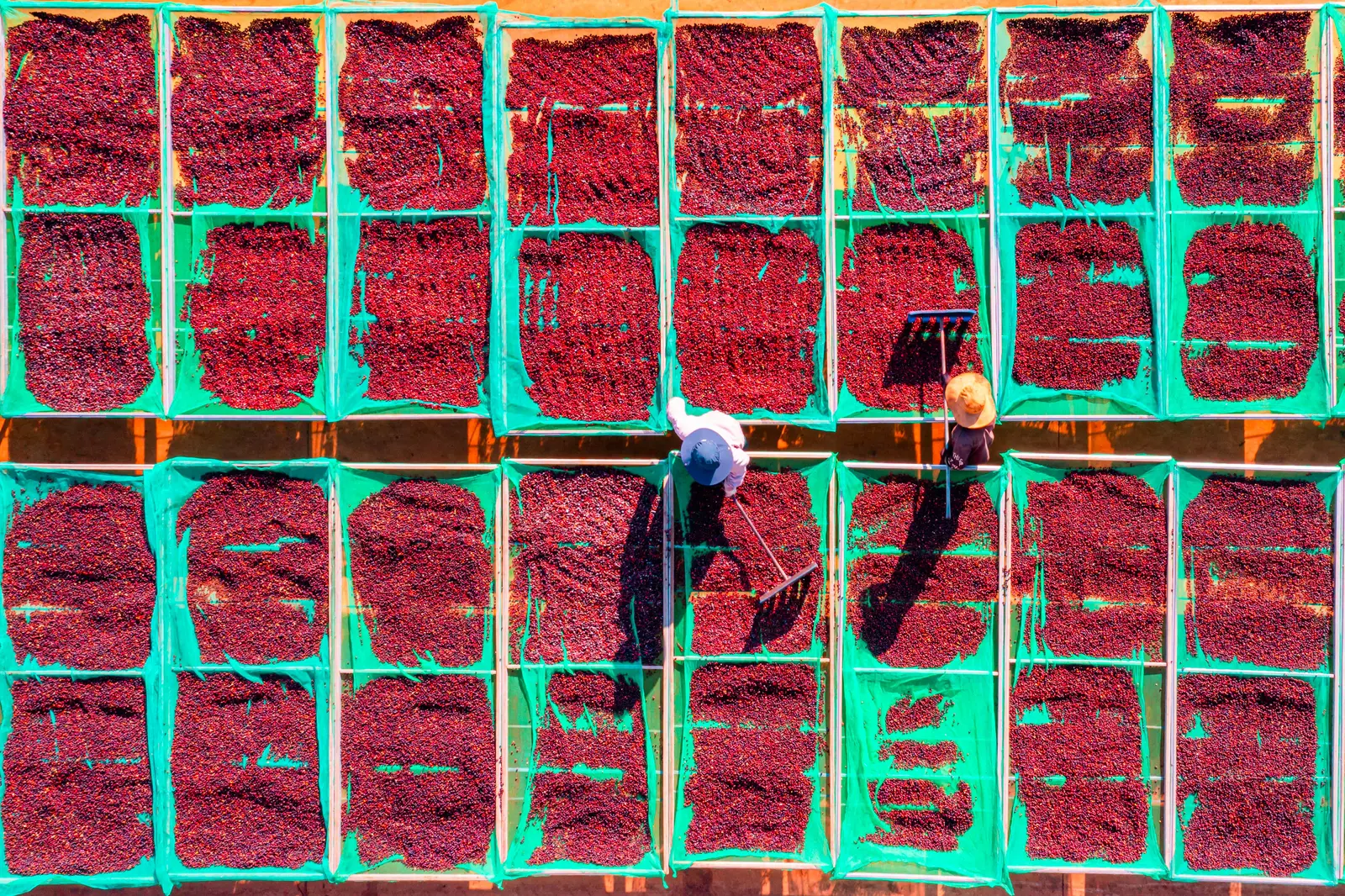 Aerial view of coffee cherries drying on raised beds