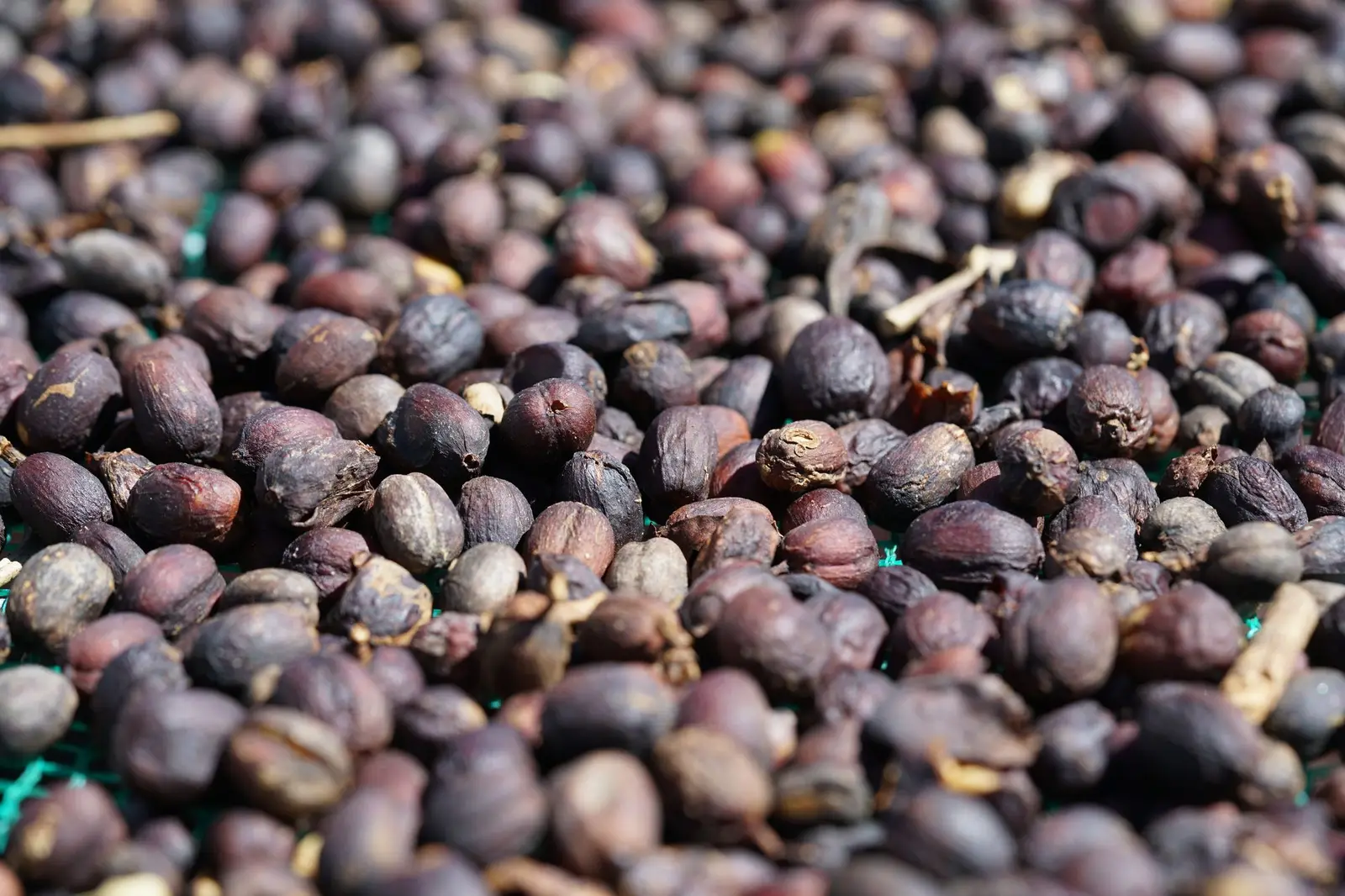 Sidama coffee