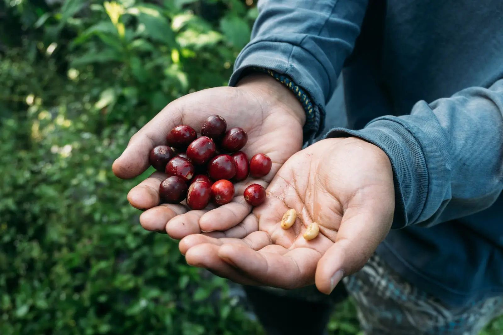 Guji coffee